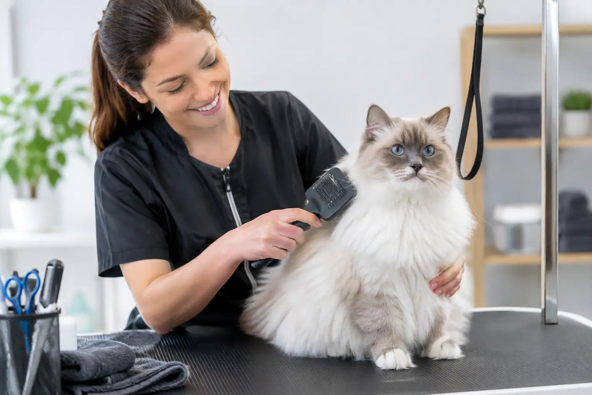 How to Find the Best Cat Groomers Near You